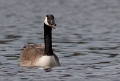 Canadese gans 2010 -001